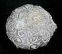 Detailed Nenoticidaris Fossil Urchin - Morocco #27988-2